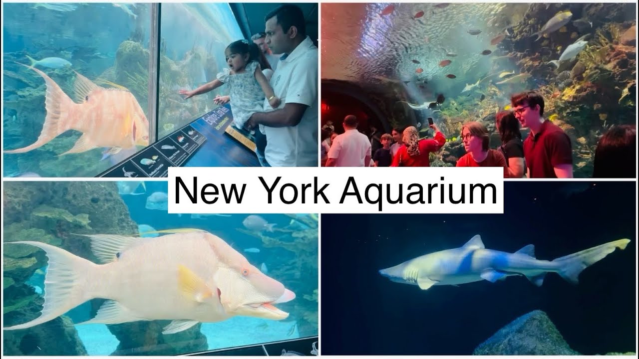 New York Aquarium walkthrough tour NY cony Island NYC Reef and new shark Exhibit#fullvideo