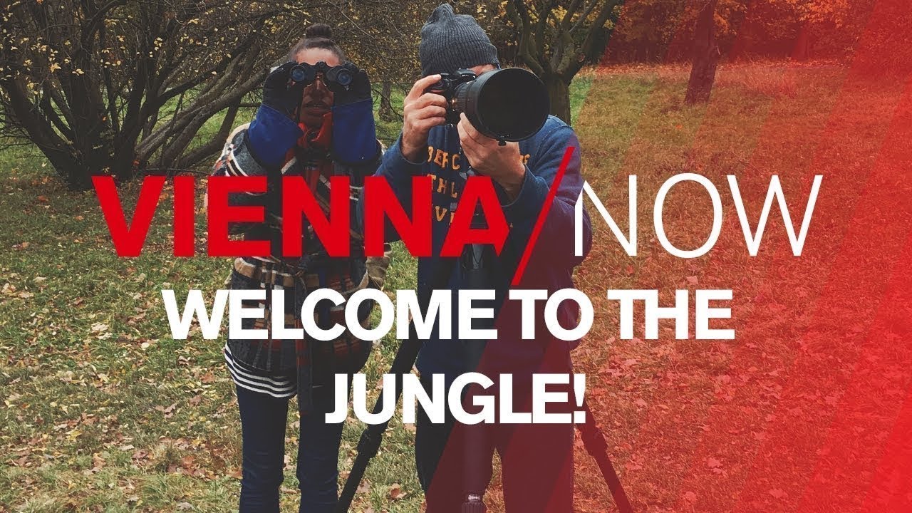Welcome to the jungle, explore Vienna ́s wildlife - VIENNA/NOW