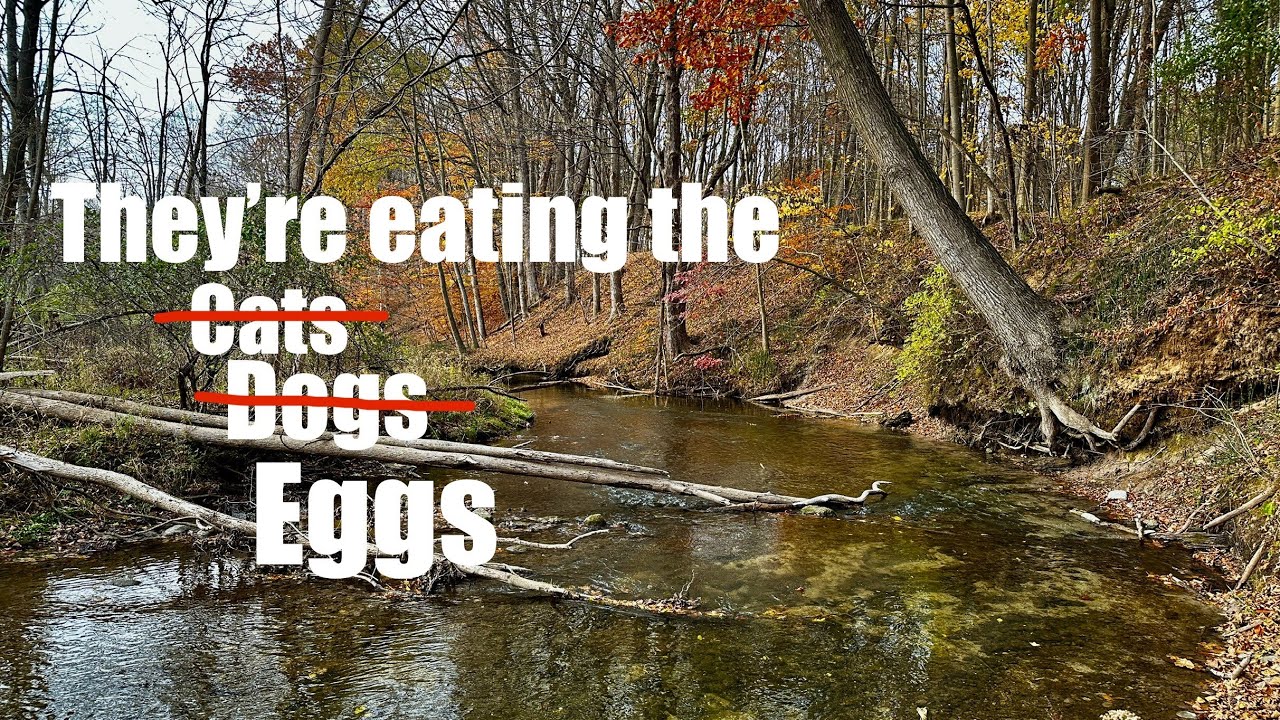 They're Eating the Eggs | Lake Ontario run Brown Trout fishing
