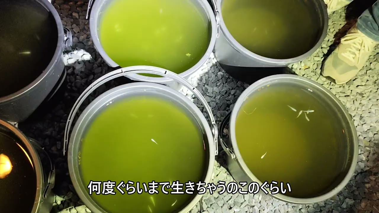 2026 2 28軍団終結　3月目前！メダカのシーズン到来と冬越しの様子を友人と巡回 メダカ太郎の飼育場巡回：改良メダカの種類と冬から春への準備