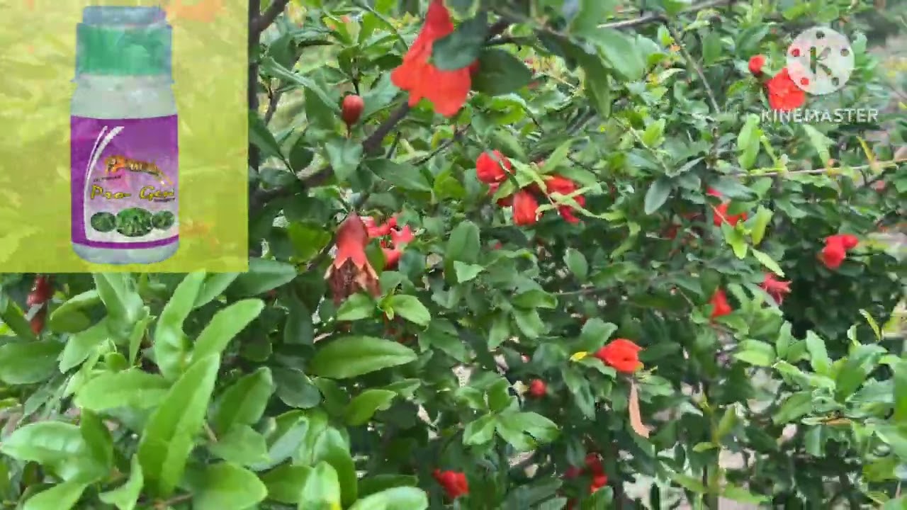 Unbelievable flower setting in pomegranate ( Kaniyabhai, Ranmalpur )
