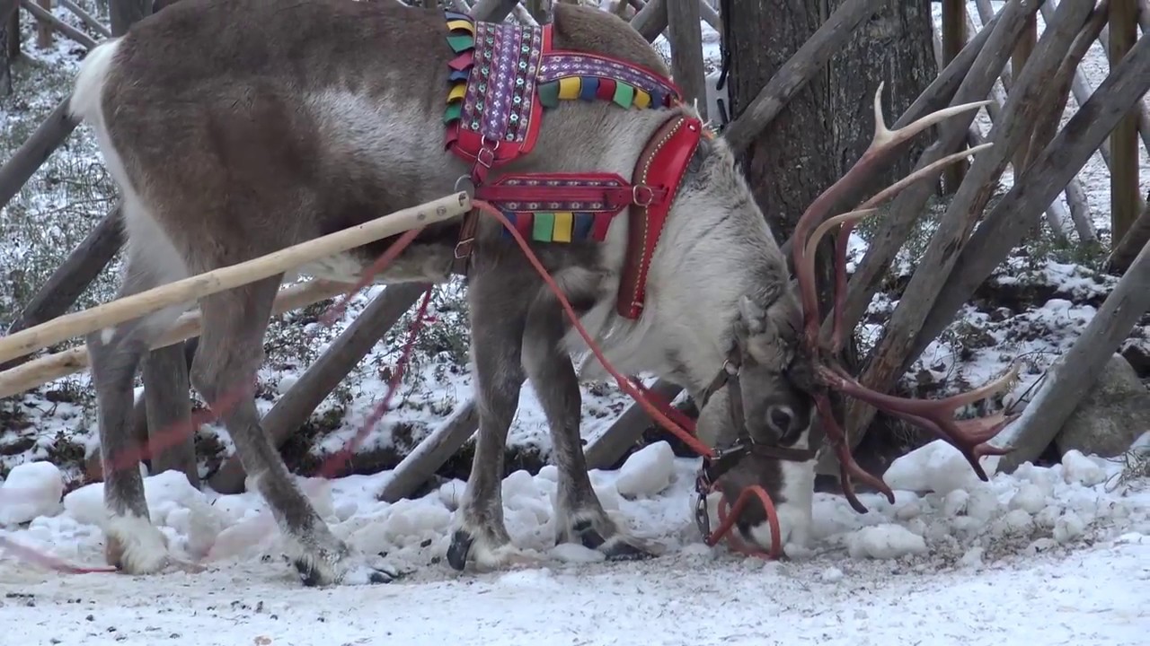 Rovaniemi - a Mikulás otthona az Északi-sarkkörön