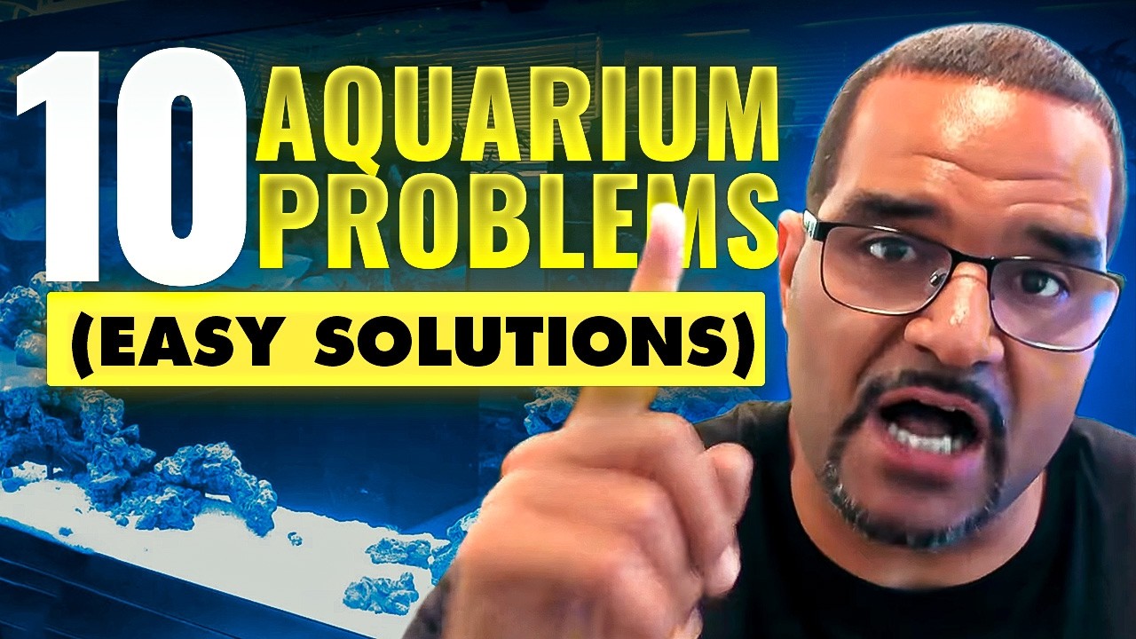 Beginner Aquarium Mistakes - (And Solutions) | Aquarium Guide For Beginners