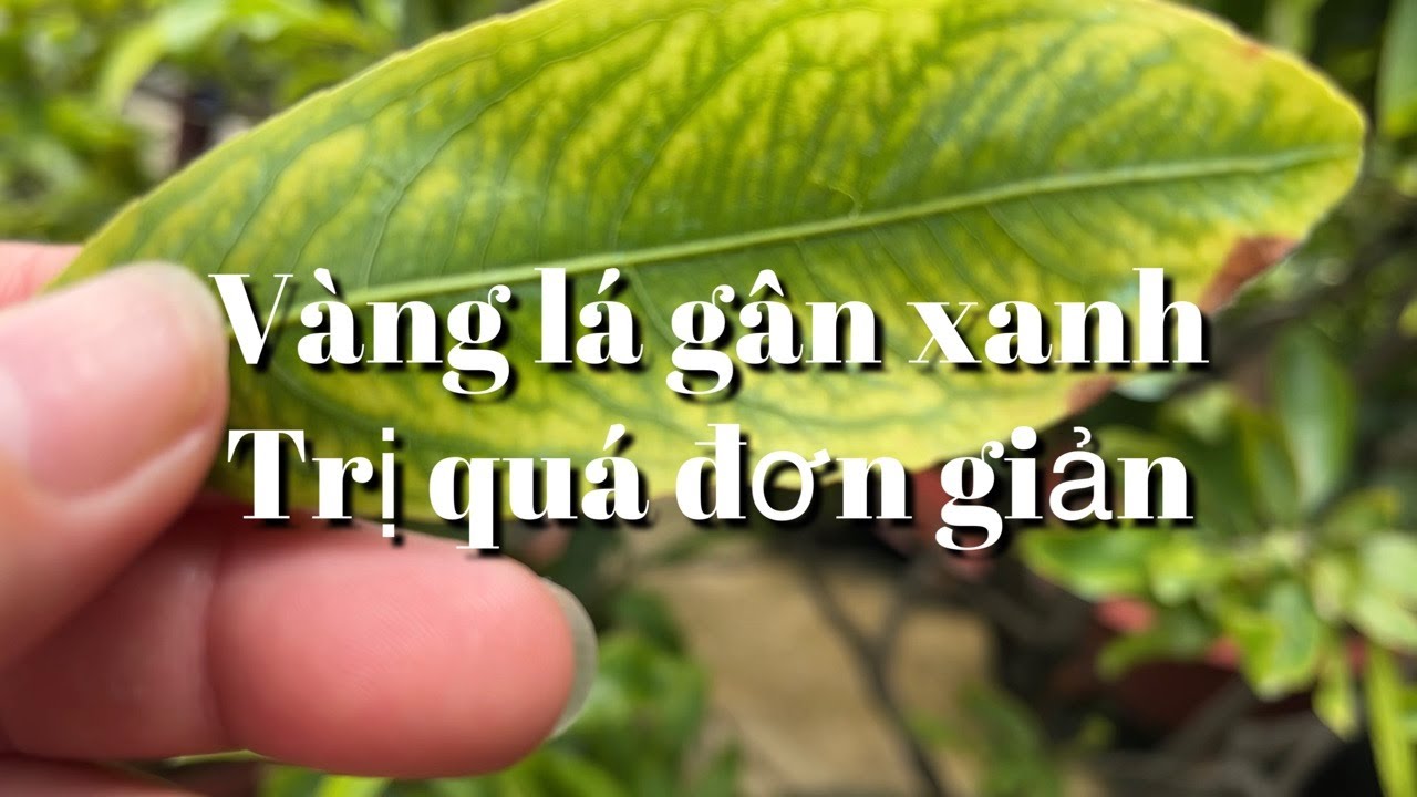 Trị bệnh vàng lá gân xanh quá đơn giản cho cây mai // 1-6 âl