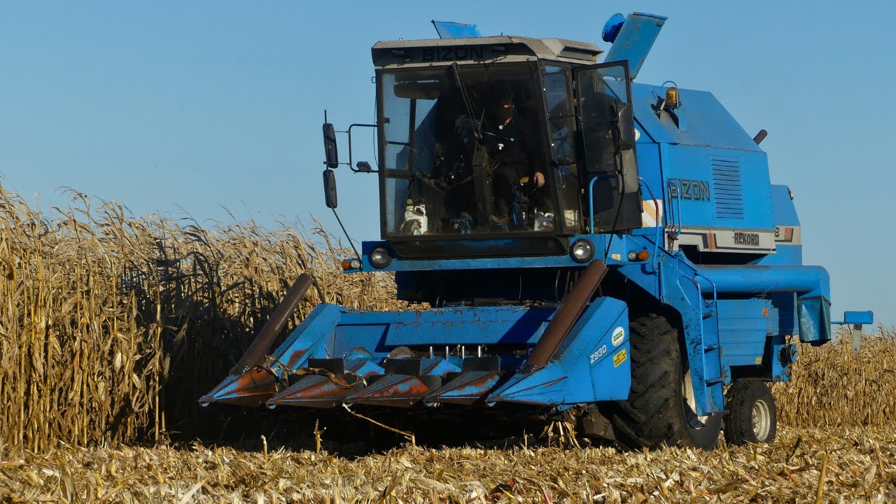 Bizon Rekord Z058 w zbiorze kukurydzy 2024!