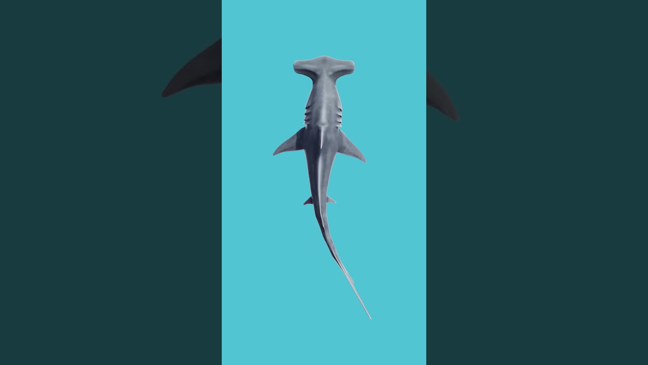 Hammerhead Shark Swim Cycle  #3danimation #blender3d #gameasset #gamedev #gamedevelopment