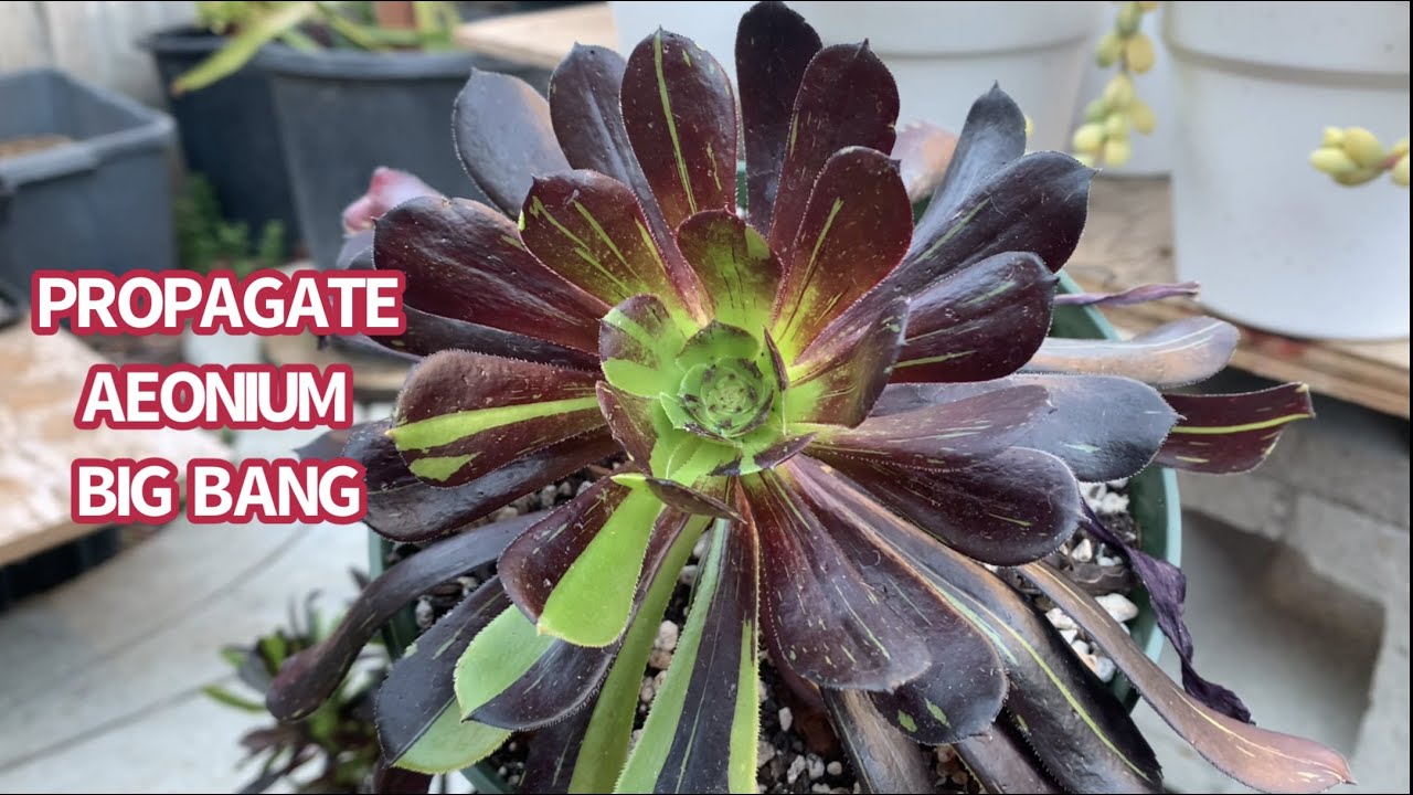 PROPAGATE AEONIUM BIG BANG | NHÂN GIỐNG AEONIUM | 다육식물 | 多肉植物 | Suculentas