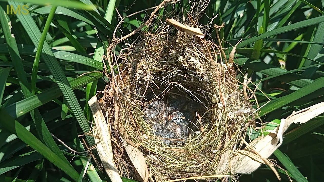 Anak burung ditinggal induk
