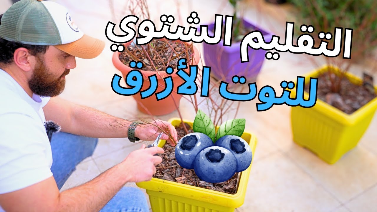 تقليم التوت الأزرق 🫐