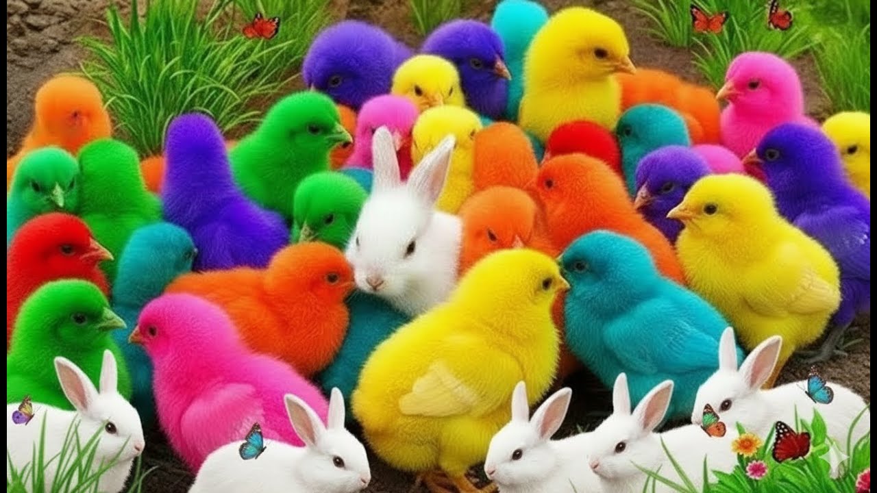 Cute & Colorful Animals | Rainbow Chicken, Cute Rabbit & Duck for Kids #4