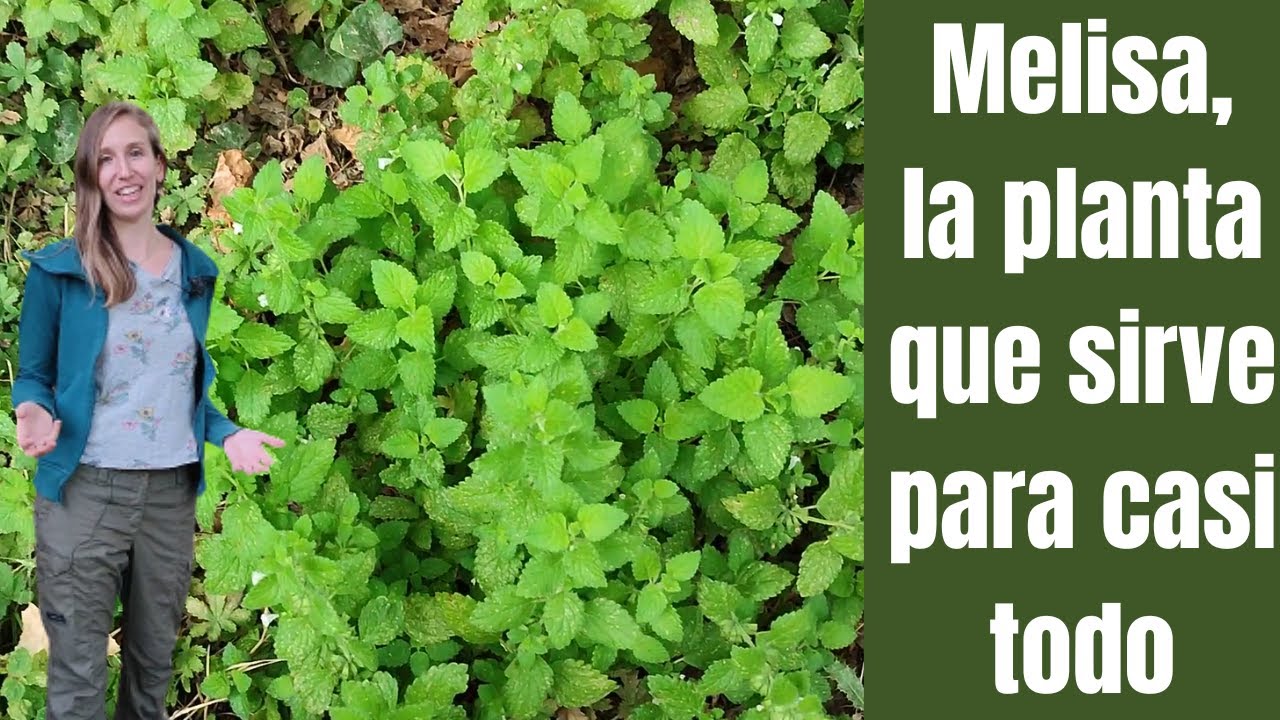 MELISA, la planta para dormir bien y mejorar la digestión - La cultivamos y consumimos