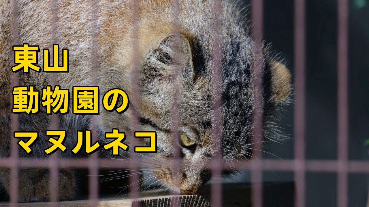 東山動物園のマヌルネコ