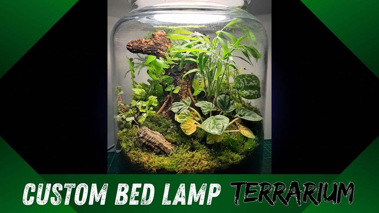 Custom Bed Lamp Terrarium