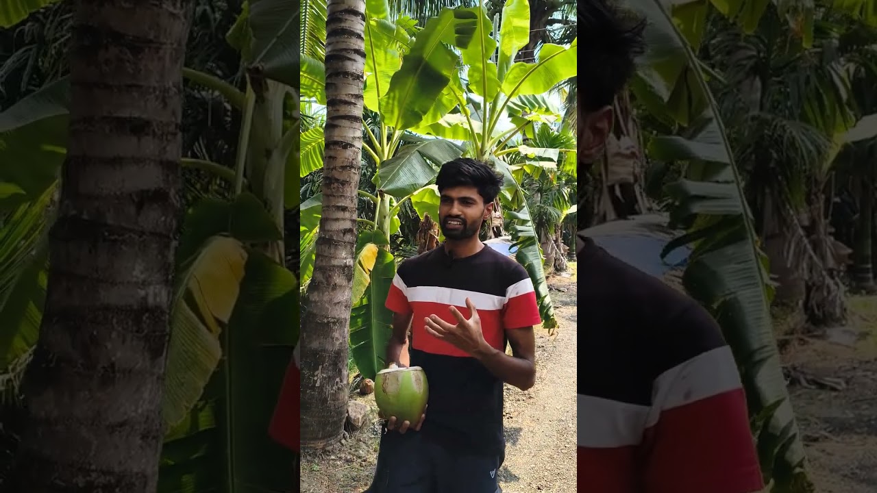 தென்னை விவசாயத்தில் கவனிக்க  வேண்டிய நிலைப்பாடுகள்.