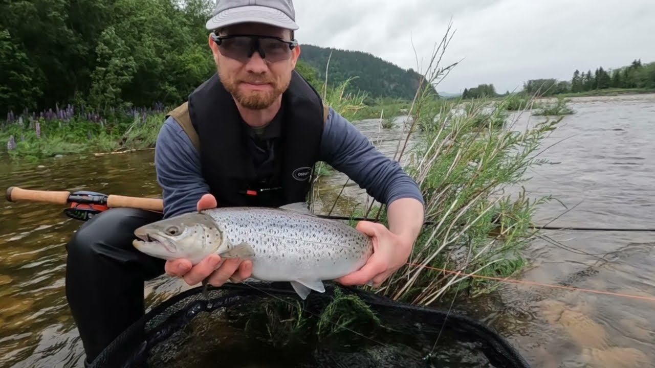 Laksefiske i Gaula 2025
