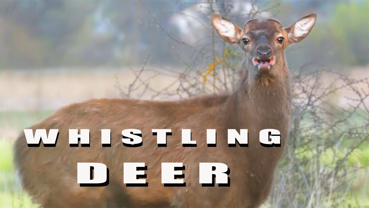 How the deer whistles. The call of the Sika Deer.
