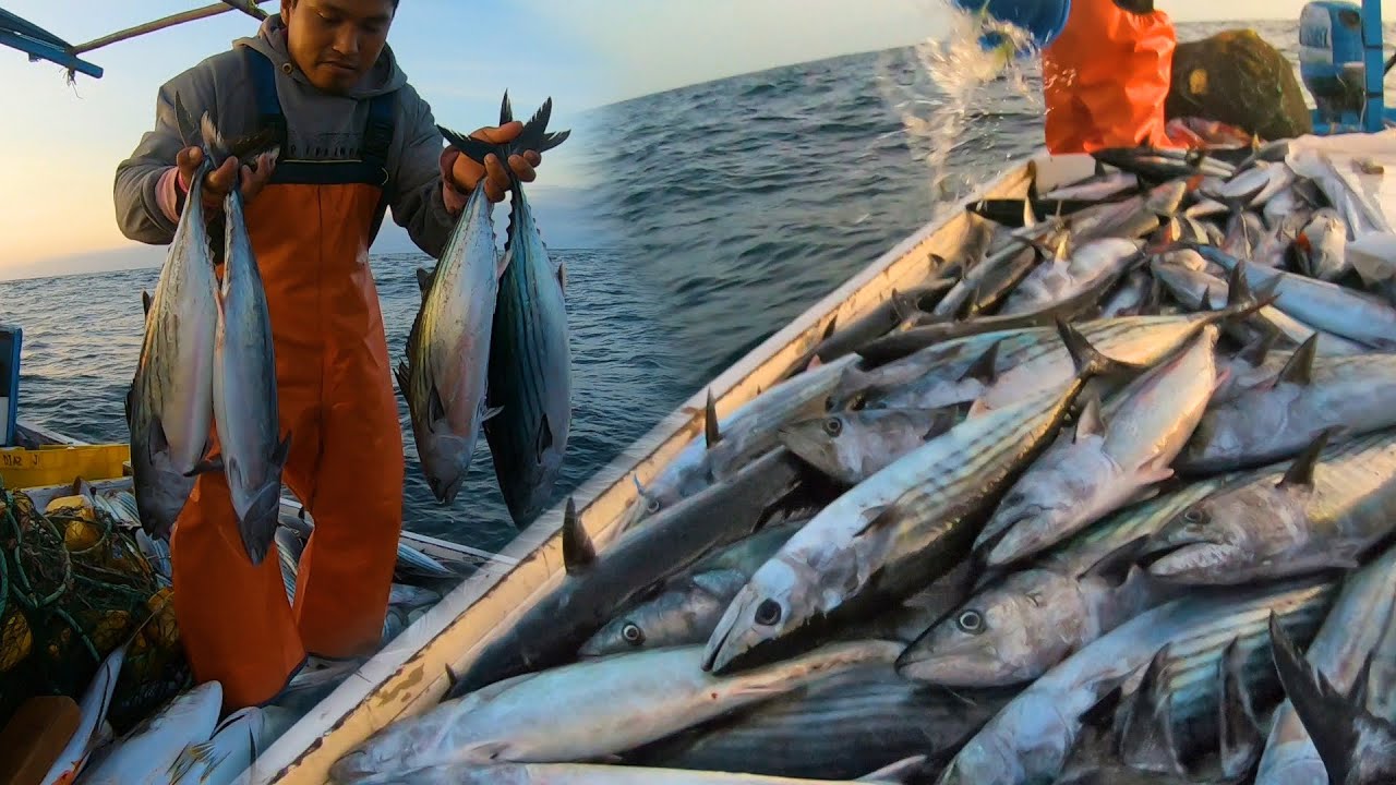 Así es la Pesca del pez Bonito en el Altamar