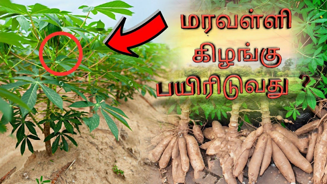 Cultivating the tapioca plant|மரவள்ளி கிழங்கு பயிரிடும் முறை தமிழில்