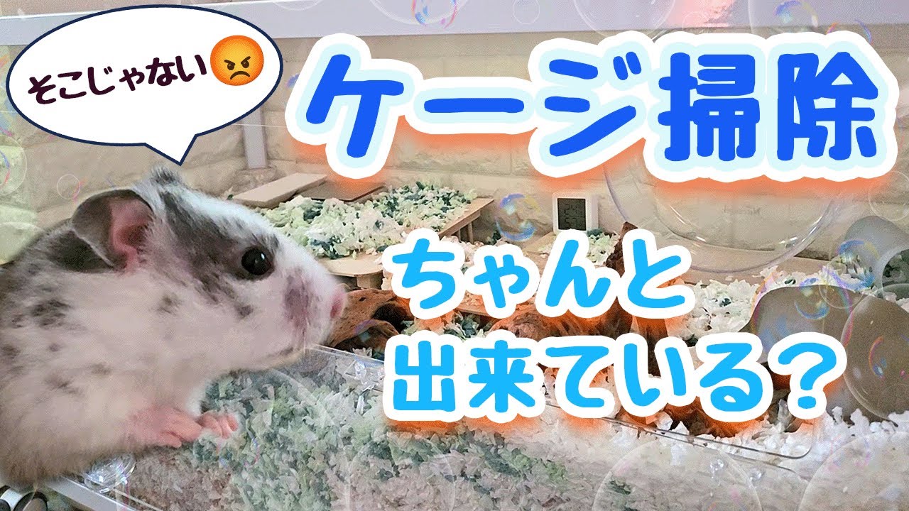 特大ハムスターケージの掃除のコツ