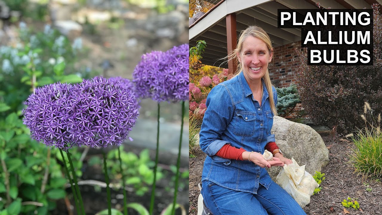 Planting Allium Bulbs 101
