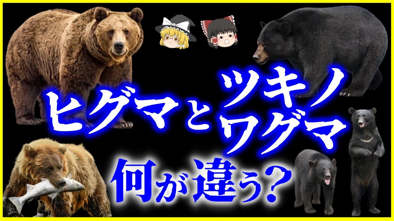 【ゆっくり解説】なぜ近年日本国内で熊の被害が増えているのか？ツキノワグマとヒグマ、何が違う？を解説