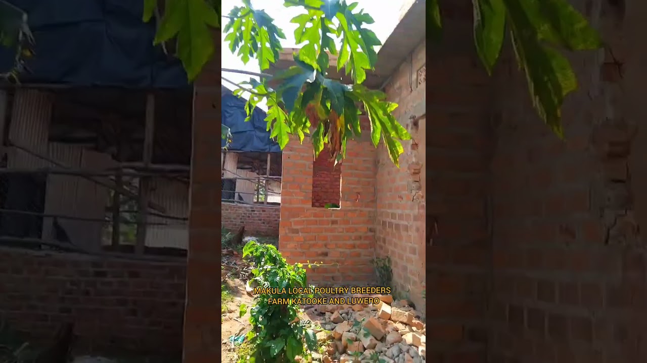 kyandibaddd kirunji okuba kumpi ne farm yo..gwe oteesa otya?
