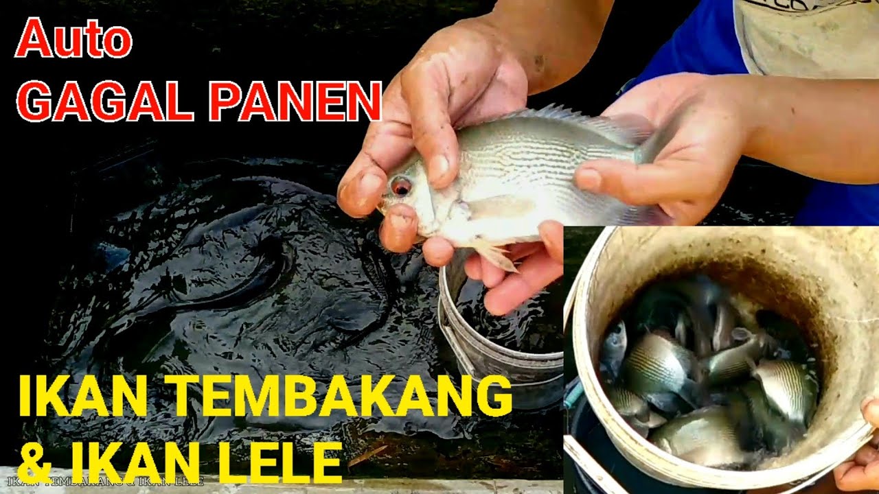 Panen ikan tembakang dan ikan lele di kolam minimalis 5 menit beres - BUDIDAYA IKAN TEMBAKANG