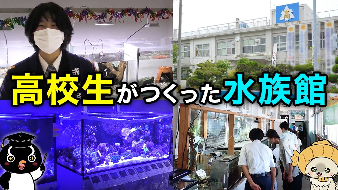 【日本でココだけ！】高校生がつくった水族館に潜入したら凄すぎた・・【愛媛県立長浜高等学校 長高水族館】[002]