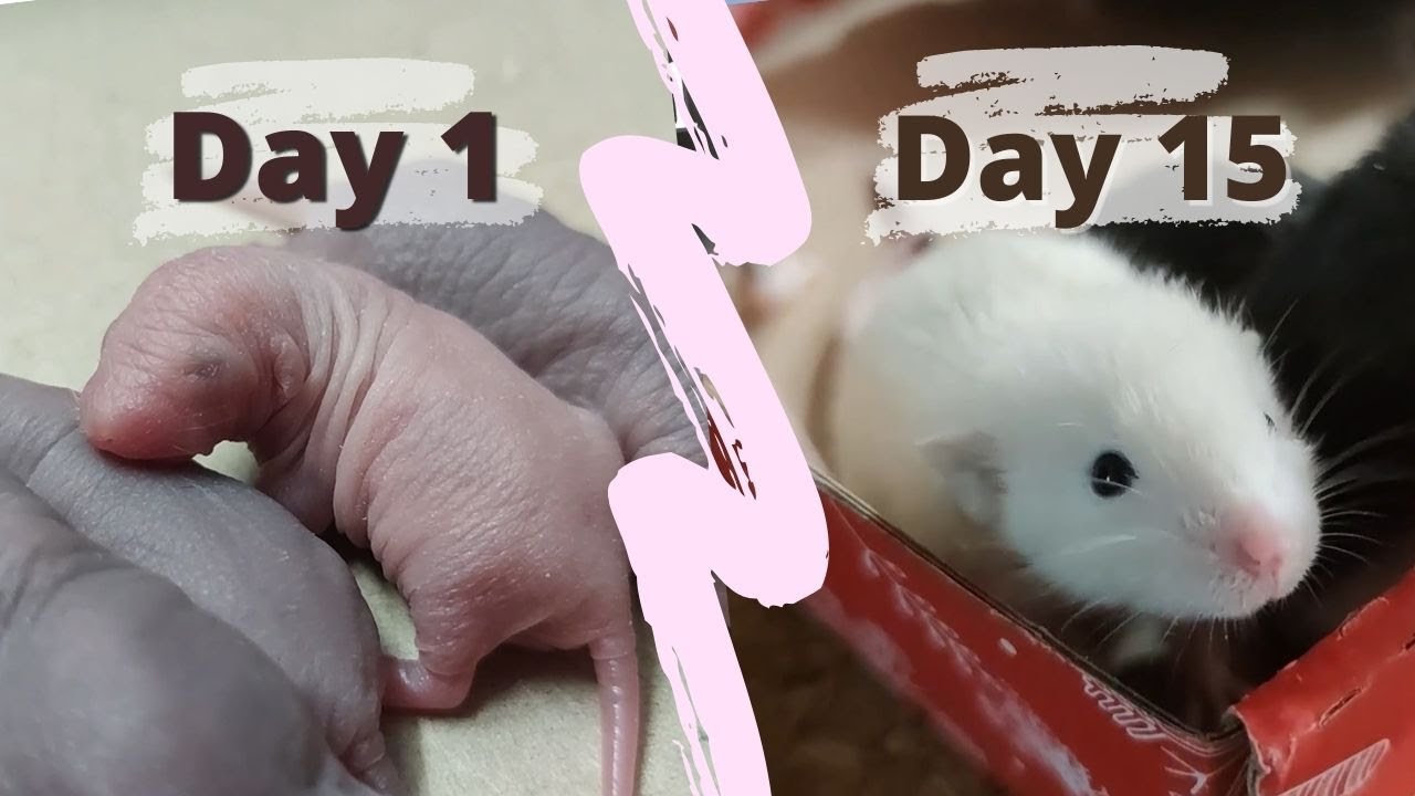 Raising Baby Dumbo Rats. Fancy Rat Babies Growing up for 2 Weeks. Dumbo Rat Overview
