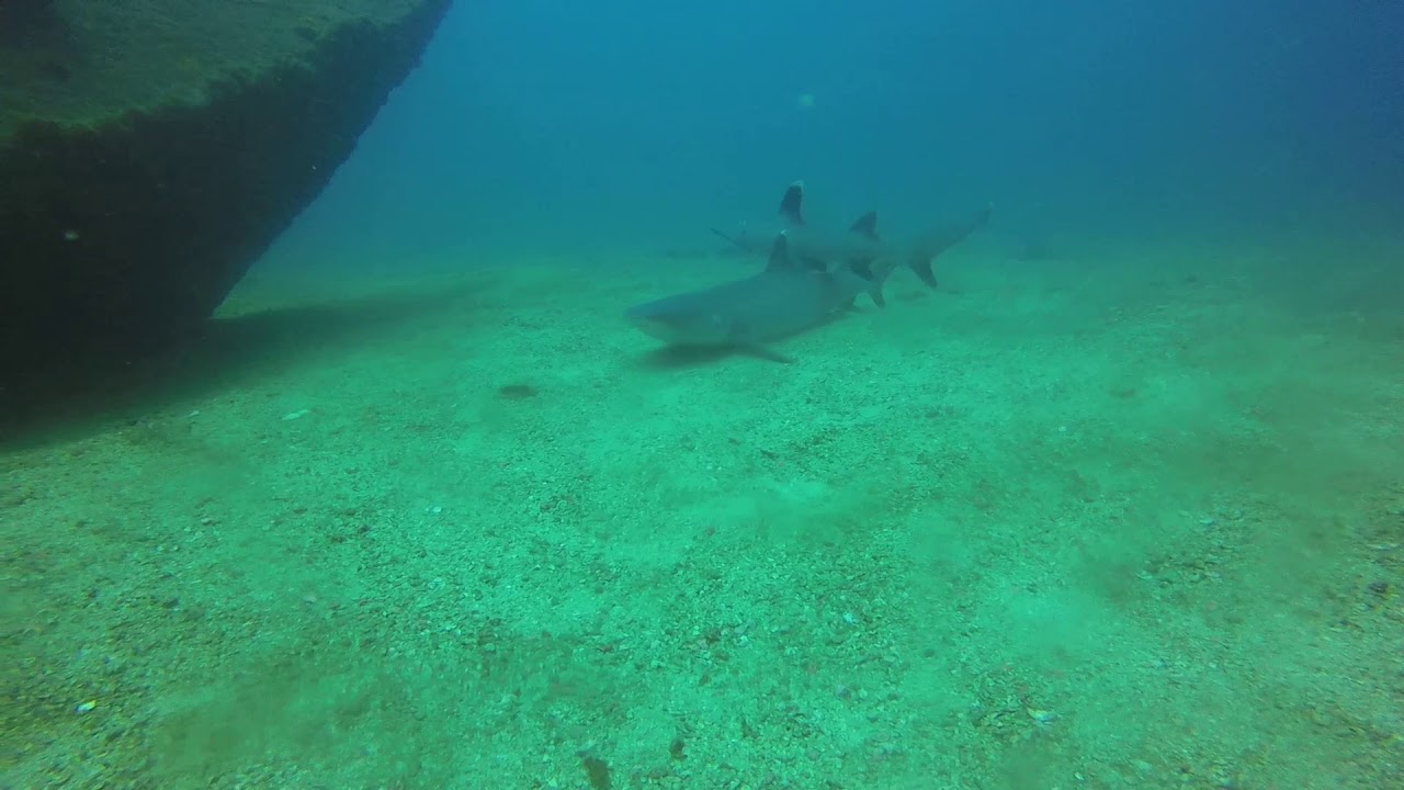 Practicing Peak Performance Buoyancy With Sharks