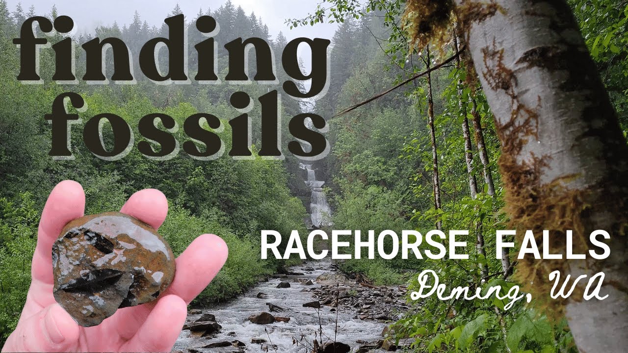Finding Fossils at Racehorse Falls