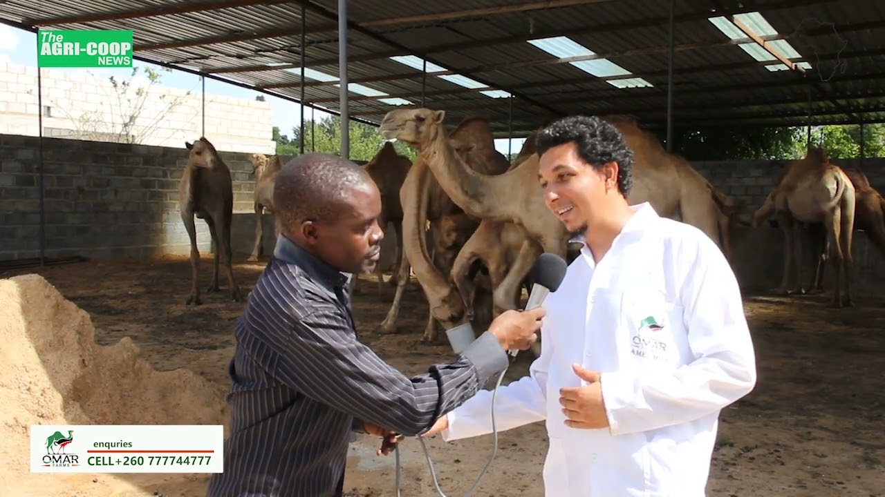Omar Farms: Zambia's First Camel Dairy - Interview with Mr. Omar Hassan