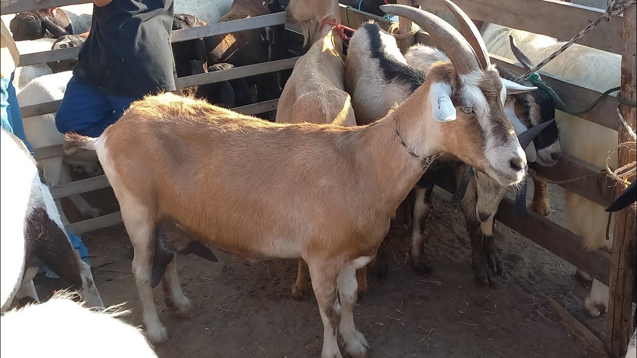 FEIRA DE CAPRINOS E OVINOS EM CAMPINA GRANDE-PB 15-10-2025 CABRAS E OVELHAS 