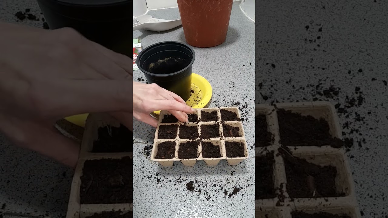 Seeds to sow in February How to grow Tomatoes (money makers)