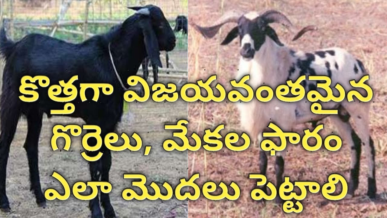How to start a Successful Sheep and Goat Farm | Dr. Madankumar Vet