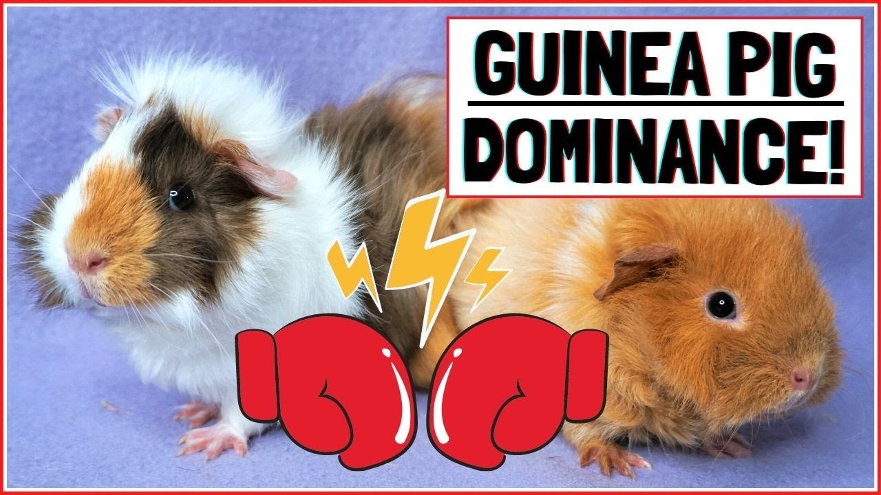 Guinea Pig Dominance Behaviours and What They Mean!