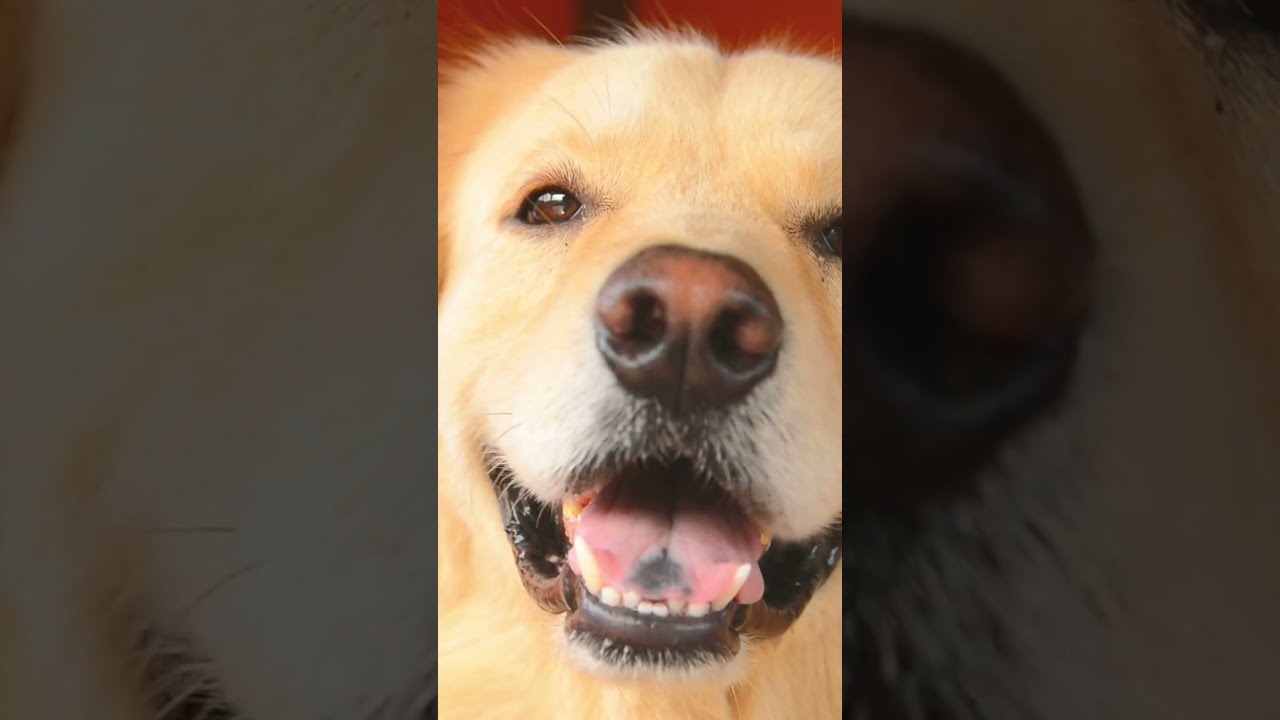 Is CBD Safe for Dogs?