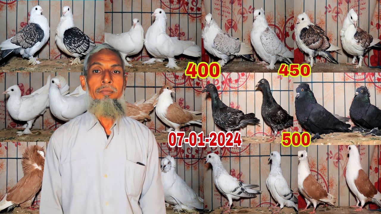 মাত্র ৪০০ টাকা পিস সাটিন চিলা লাহোরি কবুতর কিনুন সবচেয়ে কম দামে ফেন্সি কবুতর বিক্রি হবে।