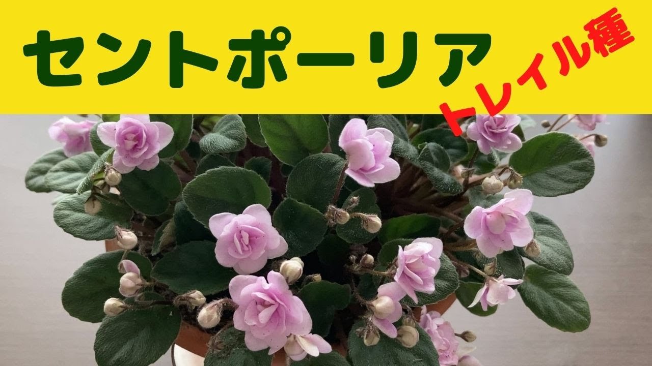 セントポーリア購入後の植え替え/セントポーリアを長く楽しむには。