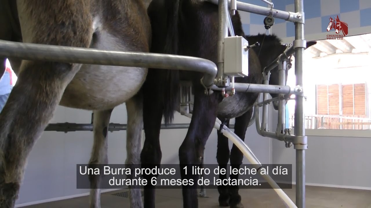 Proceso ordeño de las burras