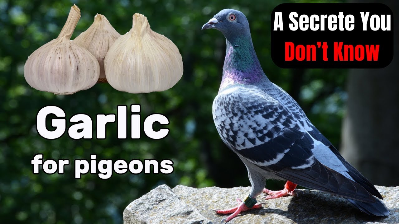 Garlic for Pigeon Health and  Pigeon organic growth supplement | Benefits of garlic to pigeons