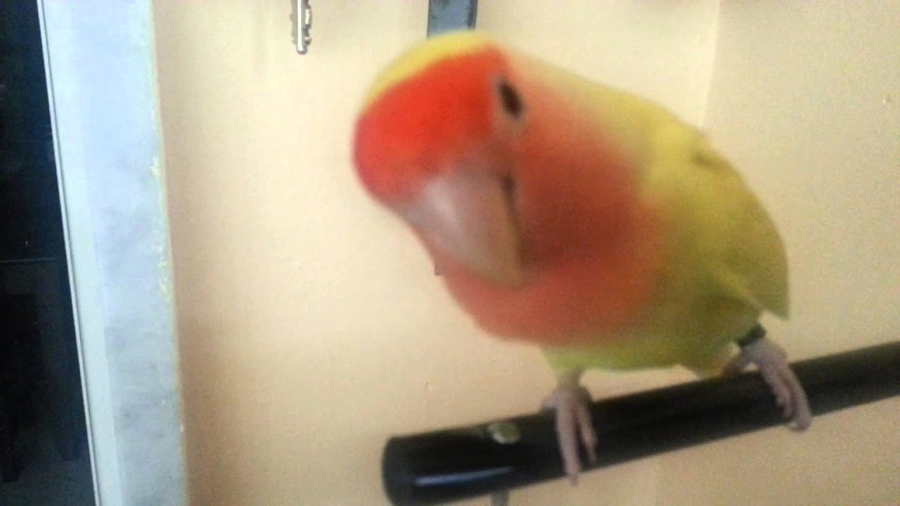 Inseparabile Che parla Ciao Trilli