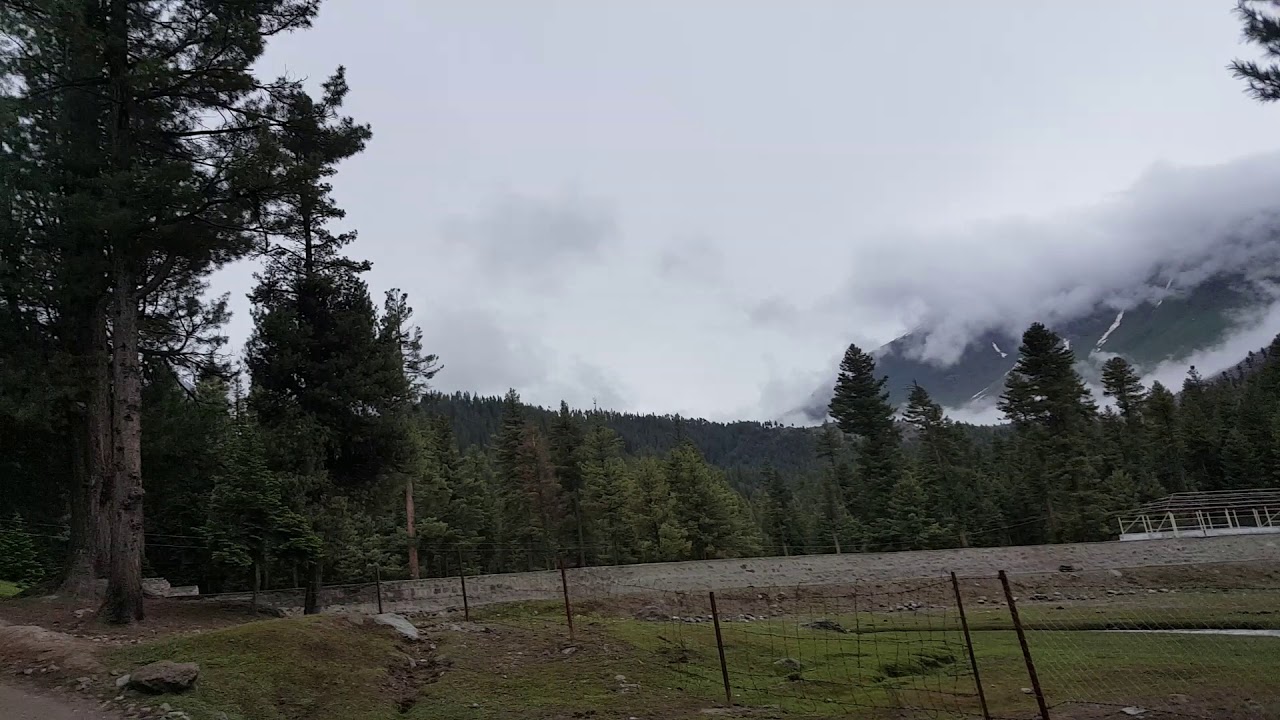 Alpine Forrest near PTDC Rama, Astore