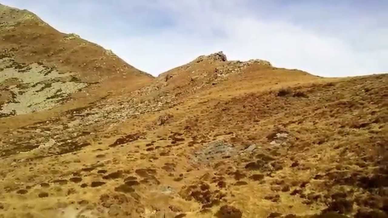 Camosci al Colle della Roussa