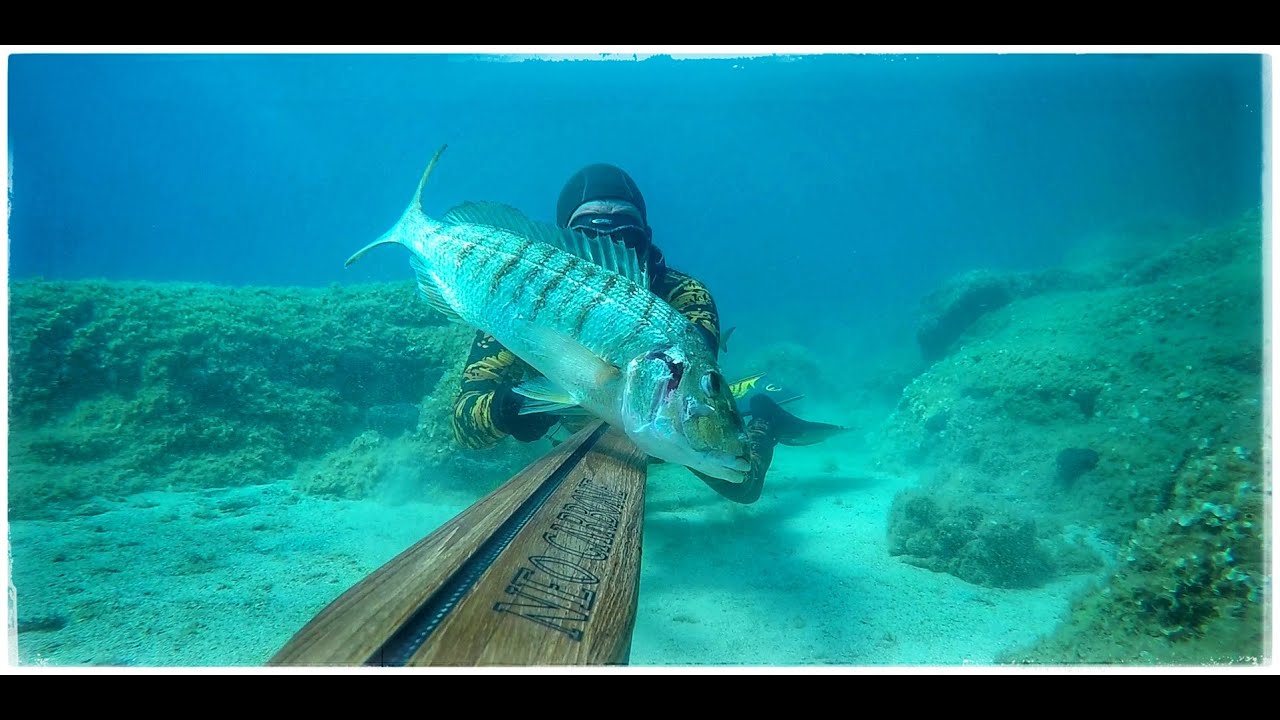 Spearfishing Croatia- Neo Carbone- "Maslinica Sheep" by Saša Škoko 🇭🇷