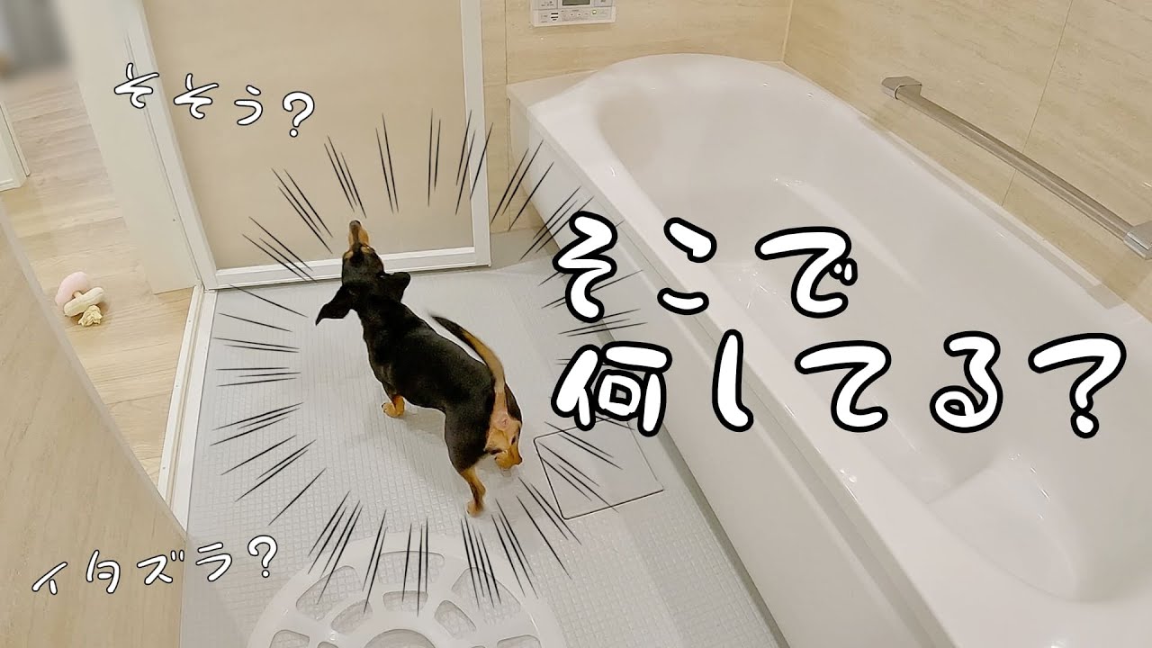 お風呂でコソコソしてる犬を隠し撮りした結果