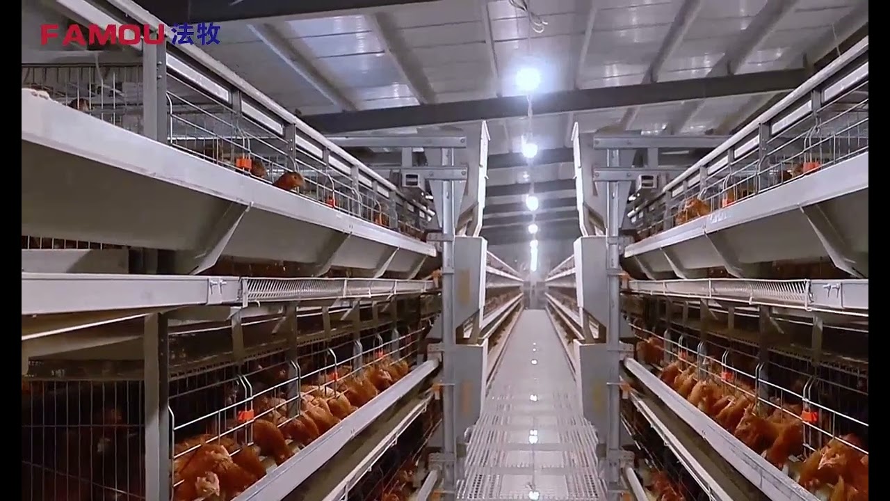 Smart Farming Era — Chicken Farming Made Simpler