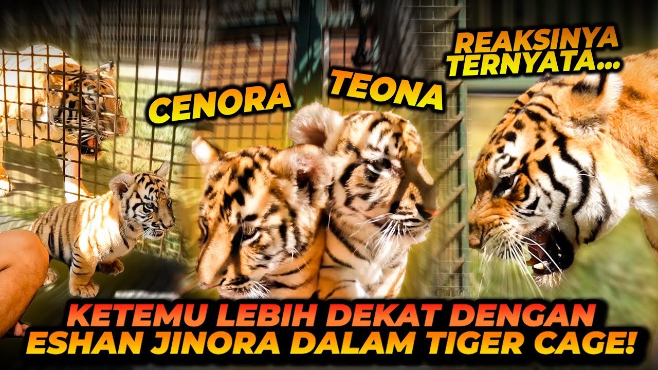 TIGER CAGE BARENG CENORA TEONA ! KANDANGIN HARIMAU DIDALEM KANDANG HARIMAU !