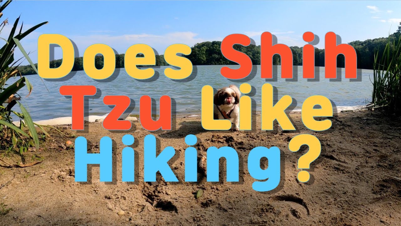 Does a Shih Tzu like hiking - Must-see Moments   #cuteshihtzu #shihtzupuppy  #hikingwithdog