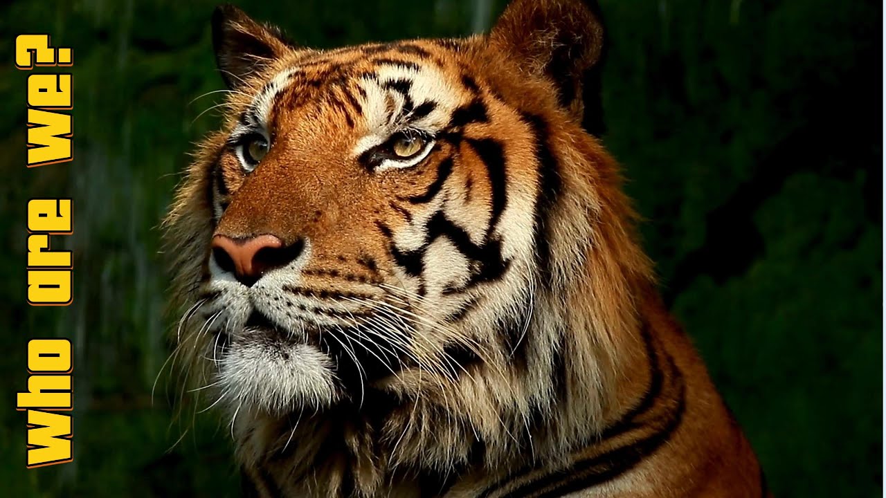 Meet Tiger: Fun facts for Kids | Discover Kids Universe | Wonder World Education